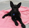Aurora Puppy