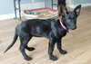 Aurora Puppy