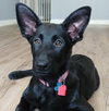 Aurora Puppy