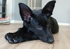 Aurora Puppy