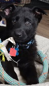 Denver Puppy