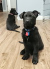 Denver Puppy