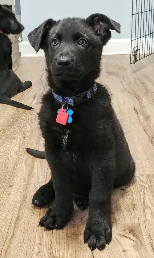 Denver Puppy