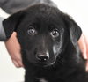 Pueblo Puppy