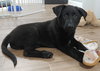 Pueblo Puppy