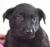 Collins Puppy