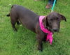 Pennie Pup