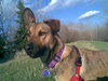 Lola