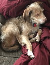 Chewy
