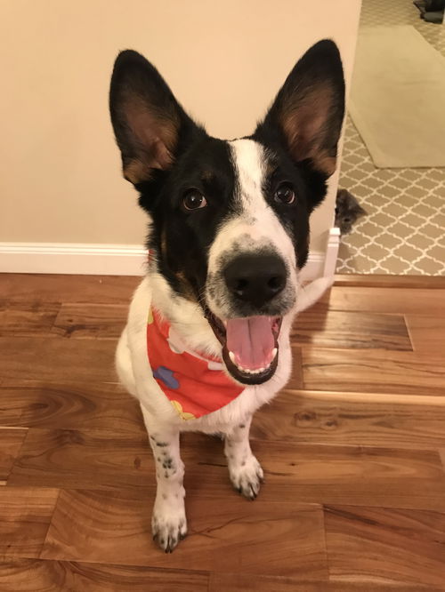 Gilmore Pup