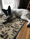 Gilmore Pup