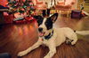 Gilmore Pup