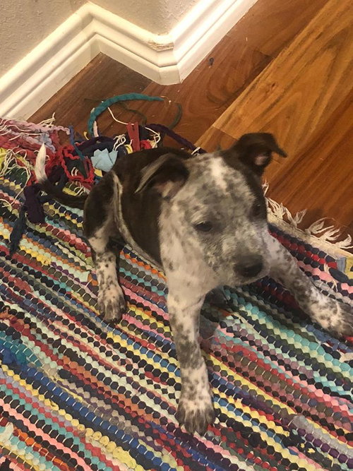 Confetti Puppy