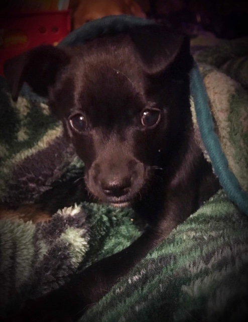 Midas Puppy