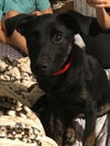 Vivianne -Pup