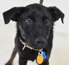 Vivianne -Pup