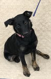 Vivianne -Pup