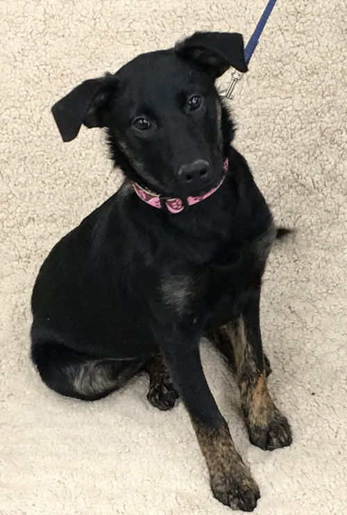 Vivianne -Pup