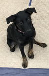 Vivianne -Pup
