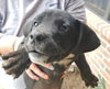 Cyprus Puppy