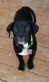 Cyprus Puppy