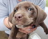 Gozo Puppy