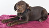 Gozo Puppy
