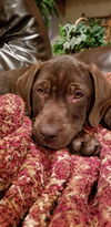 Gozo Puppy