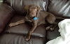 Gozo Puppy