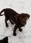 Gozo Puppy