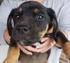 Kipu Puppy
