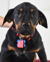 Kipu Puppy