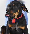 Kipu Puppy