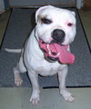 Chubbs