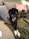 Libby