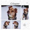 Cooper Adopted