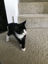 Mittens