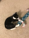 Mittens
