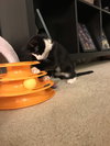 Mittens