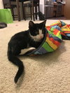 Mittens