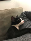 Mittens