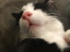 Mittens