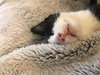 Mittens