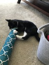 Milo