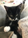 Milo