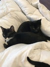 Milo