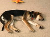 Dickens Puppy