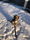 Dickens Puppy
