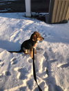 Dickens Puppy