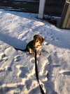 Dickens Puppy
